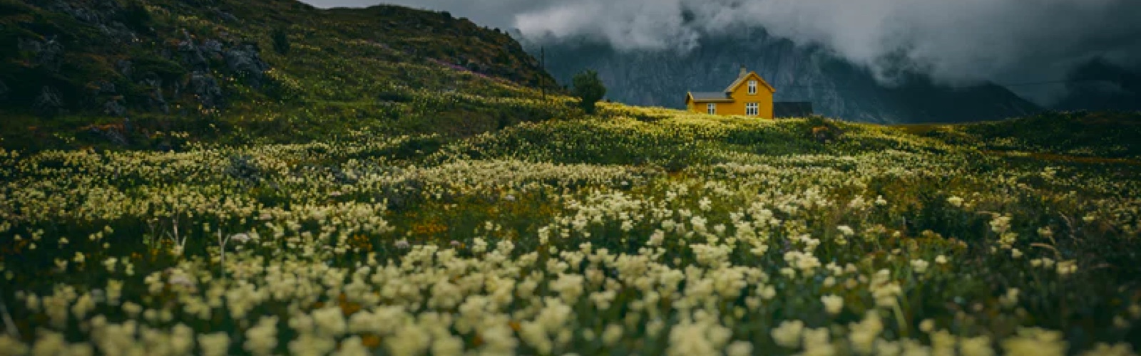 flower field with house in the background